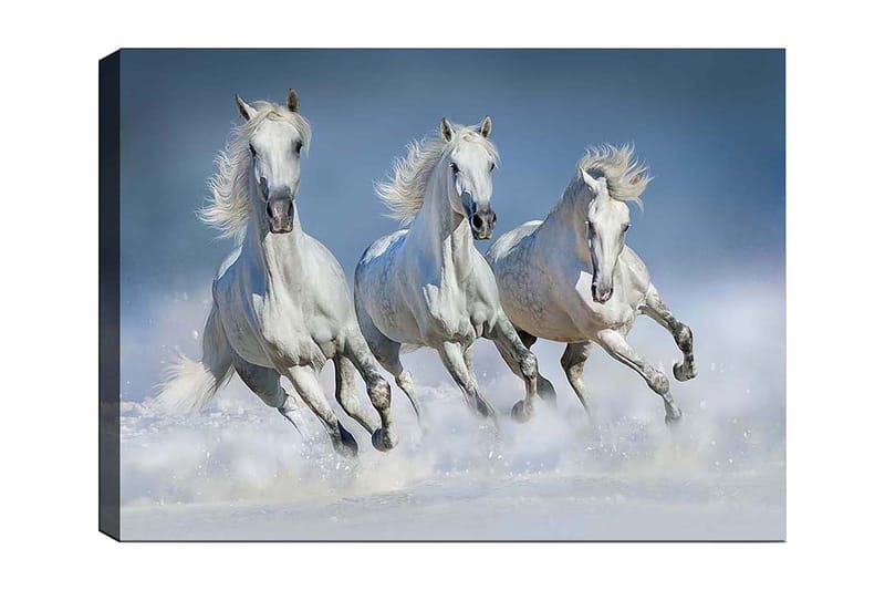 Canvastavla 70x100 cm - Tre vita hästar som galopperar genom vattnet, Vit / Ljusblå
