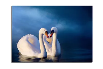 Canvastavla 70x100 cm - Två svanar som formar ett hjärta med sina halsar i en romantisk och lugn atmosfär - Vit / Mörkblå - Inredning - Tavlor & posters - Canvastavla