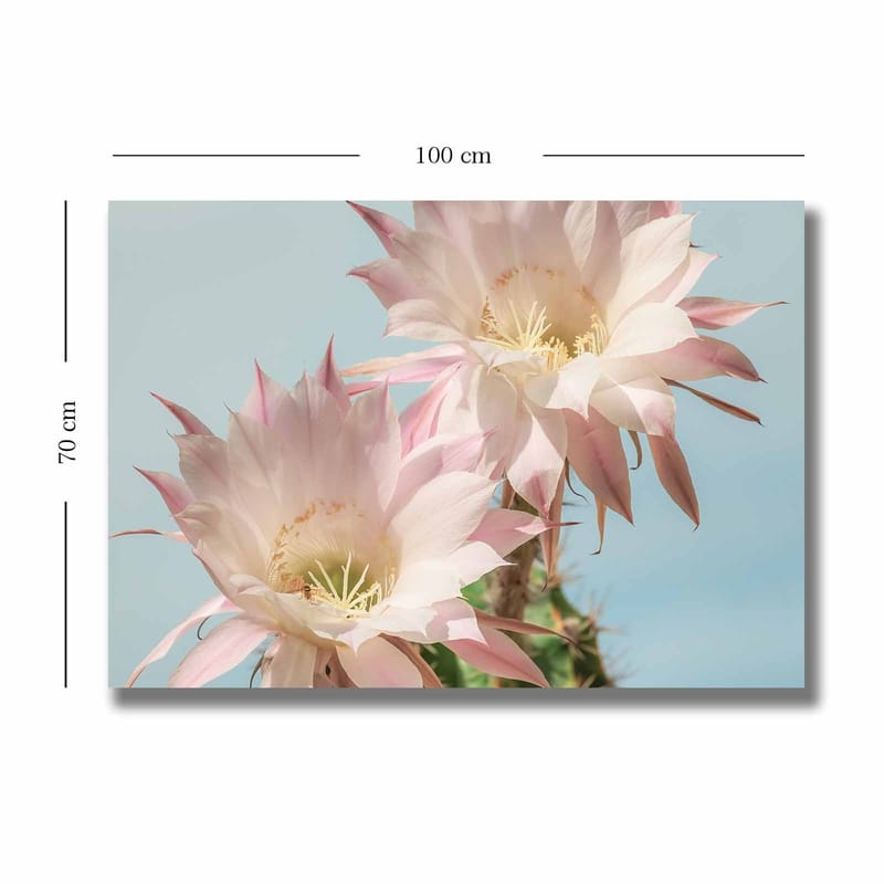 Canvastavla 70x100 cm - Två vackra kaktusblommor i pastellfärger - Ljusrosa / Grön - Inredning - Tavlor & posters - Canvastavla