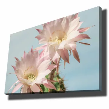 Canvastavla 70x100 cm - Två vackra kaktusblommor i pastellfärger - Ljusrosa / Grön - Inredning - Tavlor & posters - Canvastavla
