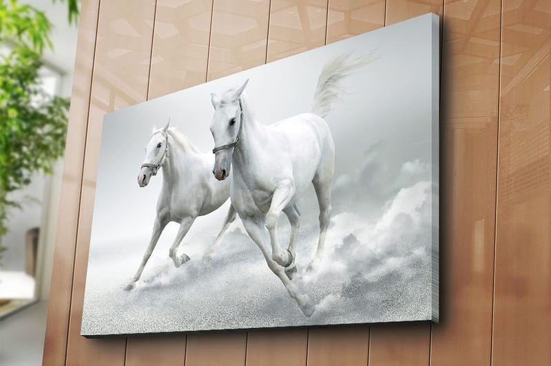 Canvastavla 70x100 cm - Två vita hästar som galopperar framåt i en dynamisk rörelse - Vit / Grå - Inredning - Tavlor & posters - Canvastavla