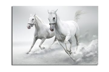 Canvastavla 70x100 cm - Två vita hästar som galopperar framåt i en dynamisk rörelse - Vit / Grå - Inredning - Tavlor & posters - Canvastavla