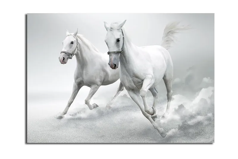 Canvastavla 70x100 cm - Två vita hästar som galopperar framåt i en dynamisk rörelse, Vit / Grå
