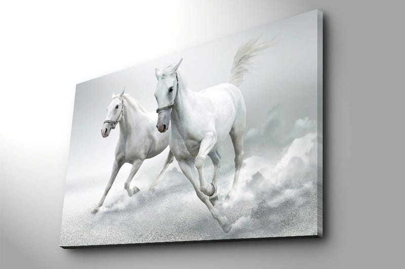 Canvastavla 70x100 cm - Två vita hästar som galopperar framåt i en dynamisk rörelse - Vit / Grå - Inredning - Tavlor & posters - Canvastavla