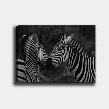 Canvastavla 70x100 cm - Två zebror som står nära varandra och visar sin samhörighet - Svart / Vitt - Inredning - Tavlor & posters - Canvastavla