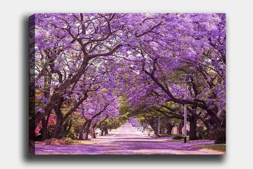 Canvastavla 70x100 cm - Vacker allé med lila blommande träd som skapar en drömlik atmosfär - Lila / Grön - Inredning - Tavlor & posters - Canvastavla