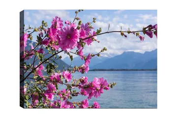 Canvastavla 70x100 cm - Vacker blomstergrupp som sträcker sig över en sjö med berg i bakgrunden - Rosa / Grön - Inredning - Tavlor & posters - Canvastavla
