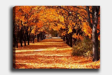 Canvastavla 70x100 cm - Vacker höstscen med träd i starka orangea och gula nyanser som skapar en inbjudande gångväg täckt av fallna löv - Orange / Gult / Brunt - Inredning - Tavlor & posters - Canvastavla