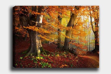Canvastavla 70x100 cm - Vacker höstskog med färgglada träd och fallna löv - Orange / Röd / Brun - Inredning - Tavlor & posters - Canvastavla