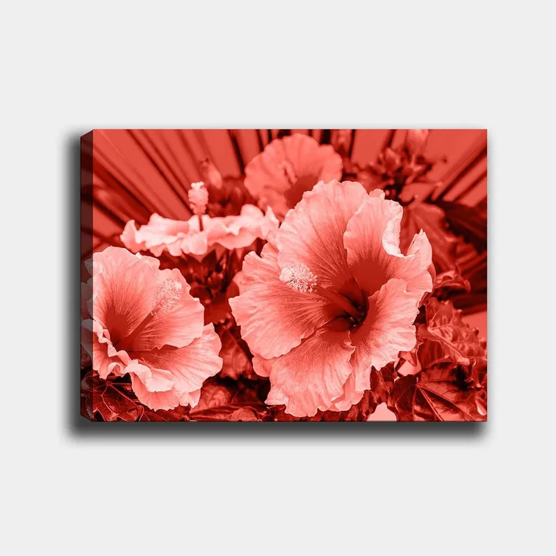 Canvastavla 70x100 cm - Vacker komposition av hibiskusblommor i olika nyanser av röd färg, Röd / Ljusrosa