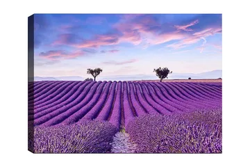 Canvastavla 70x100 cm - Vacker lavendelfält med mjuka, vågiga rader av lavendelblommor under en klar himmel - Lila / Grön / Blå - Inredning - Tavlor & posters - Canvastavla