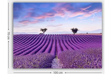 Canvastavla 70x100 cm - Vacker lavendelfält med mjuka, vågiga rader av lavendelblommor under en klar himmel - Lila / Grön / Blå - Inredning - Tavlor & posters - Canvastavla