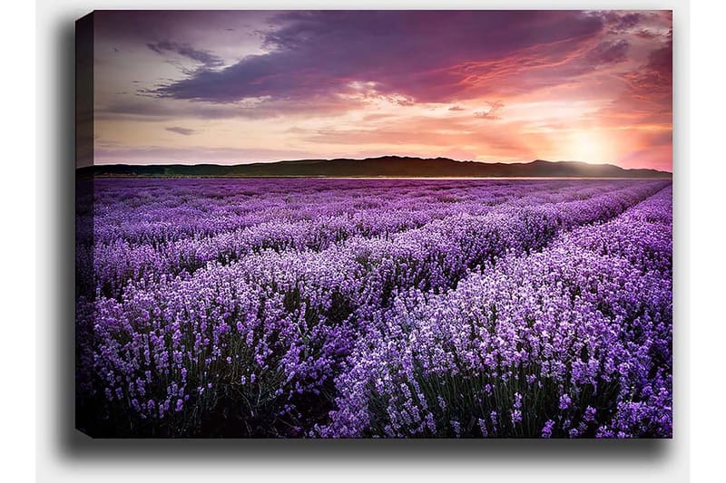 Canvastavla 70x100 cm - Vacker lavendelfält under en färgsprakande solnedgång - Lila / Mörkgrön / Orange - Inredning - Tavlor & posters - Canvastavla