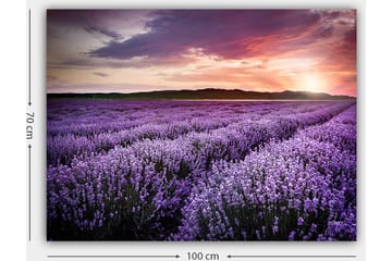 Canvastavla 70x100 cm - Vacker lavendelfält under en färgsprakande solnedgång - Lila / Mörkgrön / Orange - Inredning - Tavlor & posters - Canvastavla