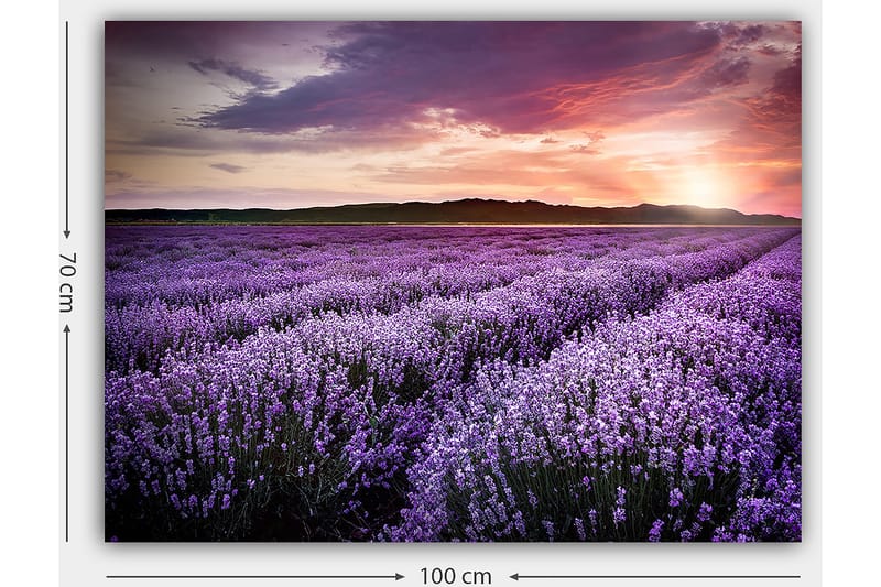 Canvastavla 70x100 cm - Vacker lavendelfält under en färgsprakande solnedgång - Lila / Mörkgrön / Orange - Inredning - Tavlor & posters - Canvastavla