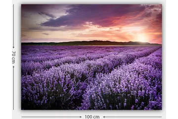 Canvastavla 70x100 cm - Vacker lavendelfält under en färgsprakande solnedgång - Lila / Mörkgrön / Orange - Inredning - Tavlor & posters - Canvastavla