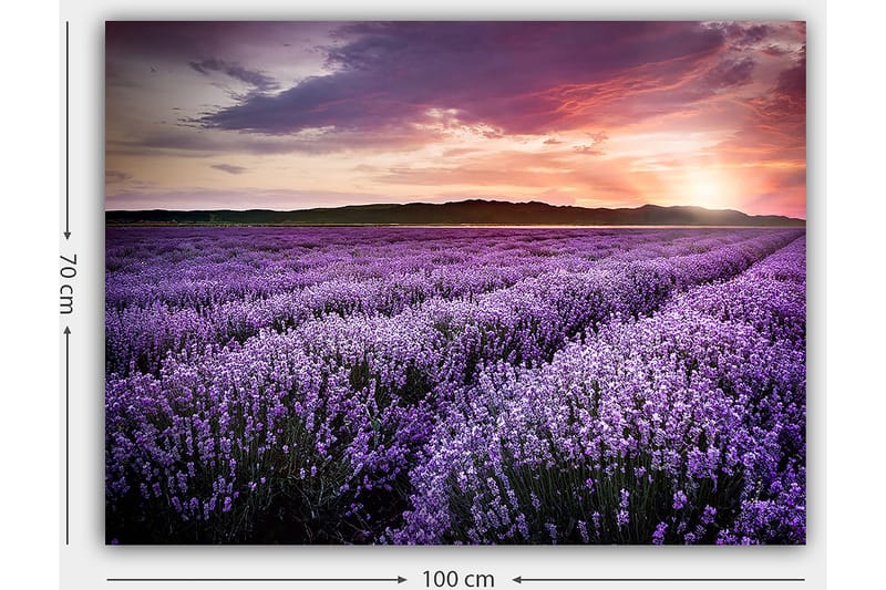 Canvastavla 70x100 cm - Vacker lavendelfält under en färgsprakande solnedgång - Lila / Mörkgrön / Orange - Inredning - Tavlor & posters - Canvastavla