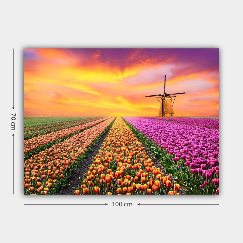 Canvastavla 70x100 cm - Vacker tulpanfält med en traditionell väderkvarn i solnedgångens ljus - Lila / Orange / Grön - Inredning - Tavlor & posters - Canvastavla