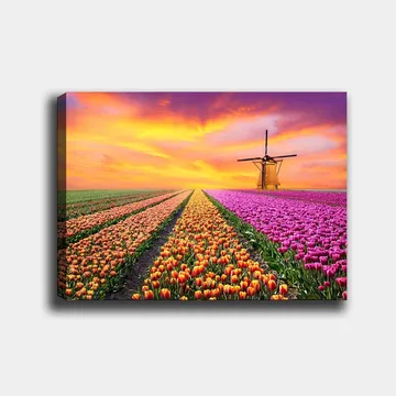 Canvastavla 70x100 cm - Vacker tulpanfält med en traditionell väderkvarn i solnedgångens ljus - Lila / Orange / Grön - Inredning - Tavlor & posters - Canvastavla