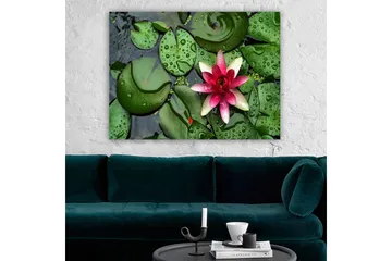 Canvastavla 70x100 cm - Vacker vattenlilja som blommar på en yta av gröna näckrosblad - Grön / Rosa / Vit - Inredning - Tavlor & posters - Canvastavla