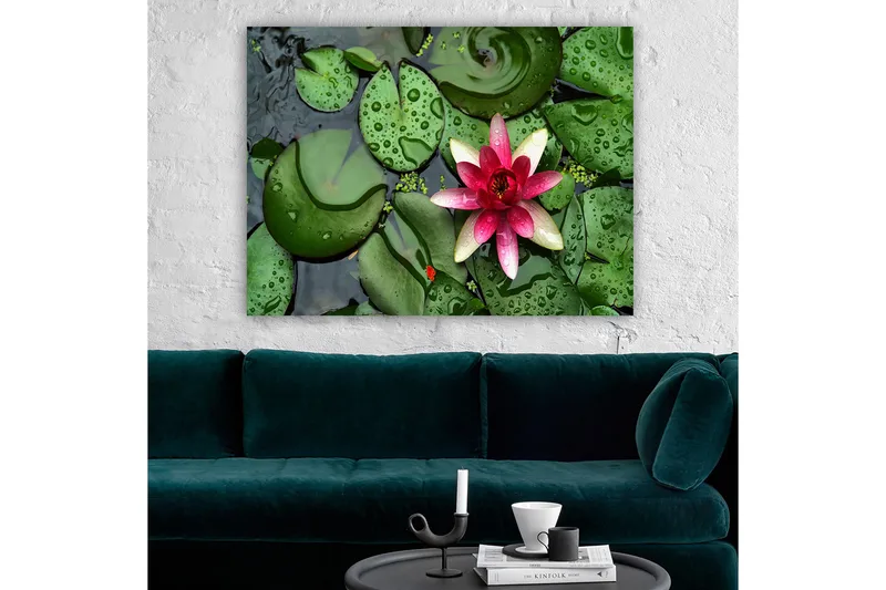 Canvastavla 70x100 cm - Vacker vattenlilja som blommar på en yta av gröna näckrosblad - Grön / Rosa / Vit - Inredning - Tavlor & posters - Canvastavla