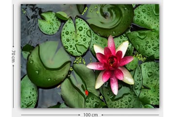 Canvastavla 70x100 cm - Vacker vattenlilja som blommar på en yta av gröna näckrosblad - Grön / Rosa / Vit - Inredning - Tavlor & posters - Canvastavla