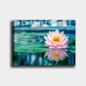 Canvastavla 70x100 cm - Vacker vattenlilja som flyter på en stilla sjö med gröna näckrosblad - Rosa / Grönt / Gult - Inredning - Tavlor & posters - Canvastavla