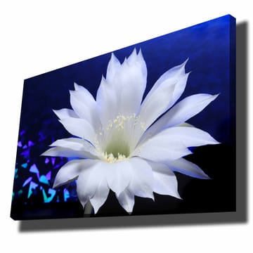 Canvastavla 70x100 cm - Vacker vit kaktusblomma i fokus mot en djupblå bakgrund - Vit / Blå - Inredning - Tavlor & posters - Canvastavla