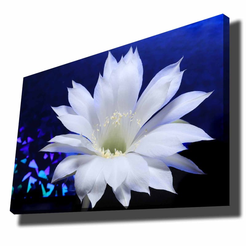 Canvastavla 70x100 cm - Vacker vit kaktusblomma i fokus mot en djupblå bakgrund, Vit / Blå