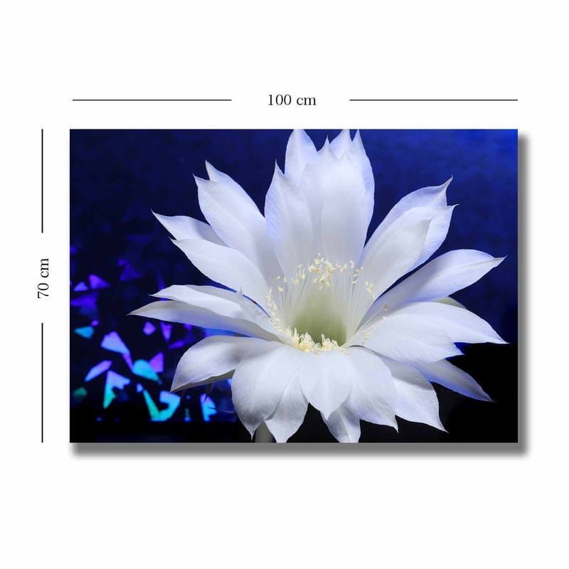 Canvastavla 70x100 cm - Vacker vit kaktusblomma i fokus mot en djupblå bakgrund - Vit / Blå - Inredning - Tavlor & posters - Canvastavla