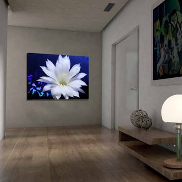 Canvastavla 70x100 cm - Vacker vit kaktusblomma i fokus mot en djupblå bakgrund - Vit / Blå - Inredning - Tavlor & posters - Canvastavla