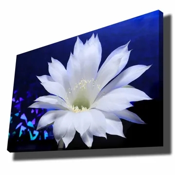 Canvastavla 70x100 cm - Vacker vit kaktusblomma i fokus mot en djupblå bakgrund - Vit / Blå - Inredning - Tavlor & posters - Canvastavla