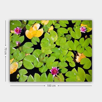 Canvastavla 70x100 cm - Vacker vy av näckrosor som flyter på en spegelblanka vattenyta omgiven av gröna liljeblad - Grön / Rosa / Gul - Inredning - Tavlor & posters - Canvastavla