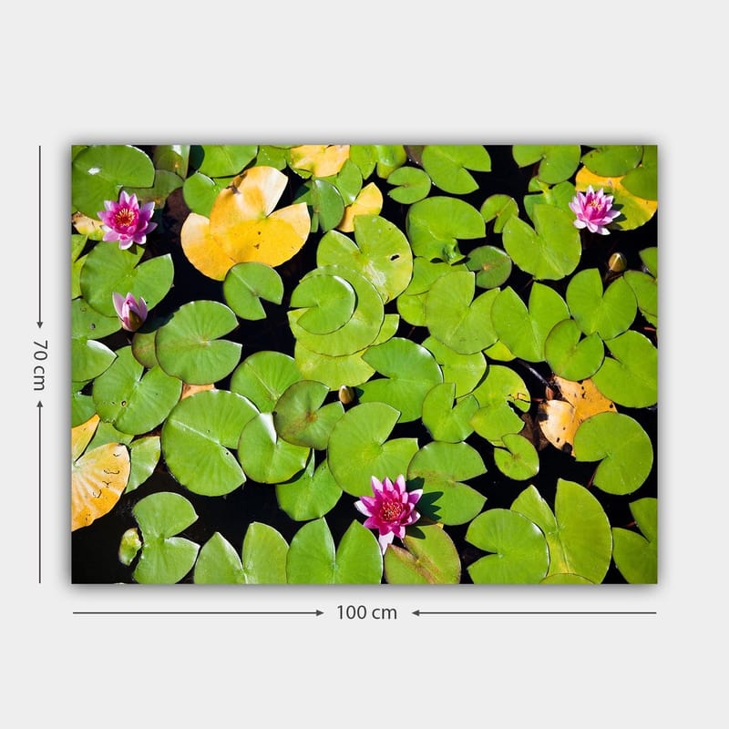 Canvastavla 70x100 cm - Vacker vy av näckrosor som flyter på en spegelblanka vattenyta omgiven av gröna liljeblad - Grön / Rosa / Gul - Inredning - Tavlor & posters - Canvastavla