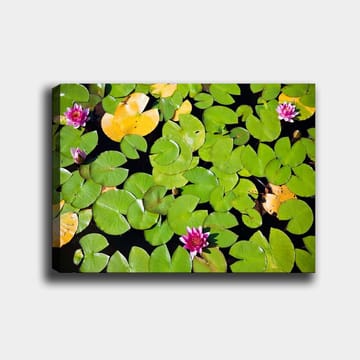 Canvastavla 70x100 cm - Vacker vy av näckrosor som flyter på en spegelblanka vattenyta omgiven av gröna liljeblad - Grön / Rosa / Gul - Inredning - Tavlor & posters - Canvastavla