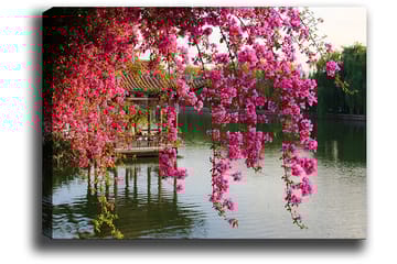 Canvastavla 70x100 cm - Vacker vy med blommande bougainvillea som hänger över en stilla sjö och en traditionell paviljong i bakgrunden - Rosa / Grön / Blågrå - Inredning - Tavlor & posters - Canvastavla