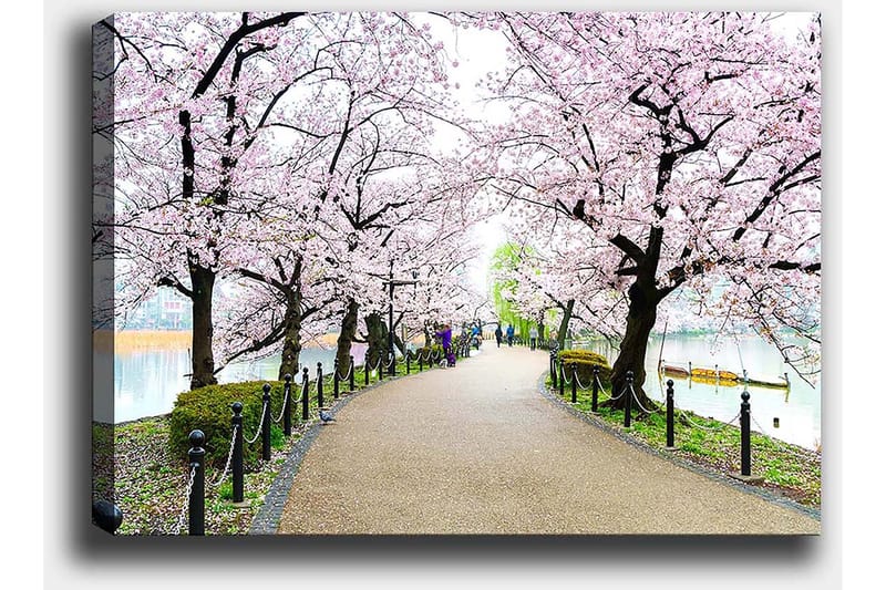 Canvastavla 70x100 cm - Vacker promenad kantad av körsbärsträd i full blom - Rosa / Grön / Brun - Inredning - Tavlor & posters - Canvastavla