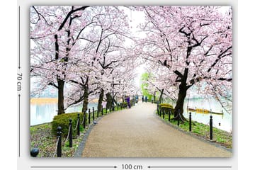 Canvastavla 70x100 cm - Vacker promenad kantad av körsbärsträd i full blom - Rosa / Grön / Brun - Inredning - Tavlor & posters - Canvastavla