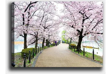 Canvastavla 70x100 cm - Vacker promenad kantad av körsbärsträd i full blom - Rosa / Grön / Brun - Inredning - Tavlor & posters - Canvastavla