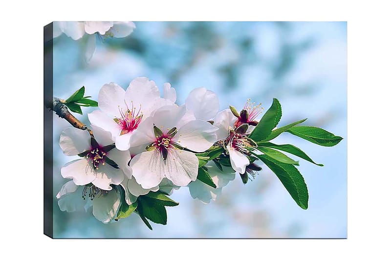 Canvastavla 70x100 cm - Vackra körsbärsblommor i full blom på en gren, Vit / Grön / Rosa