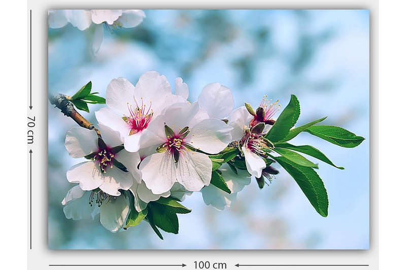 Canvastavla 70x100 cm - Vackra körsbärsblommor i full blom på en gren - Vit / Grön / Rosa - Inredning - Tavlor & posters - Canvastavla