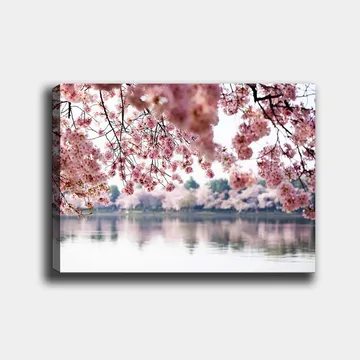 Canvastavla 70x100 cm - Vackra körsbärsblommor som sväva över en spegelblanka sjö - Ljusrosa / Mörkrosa / Grön - Inredning - Tavlor & posters - Canvastavla