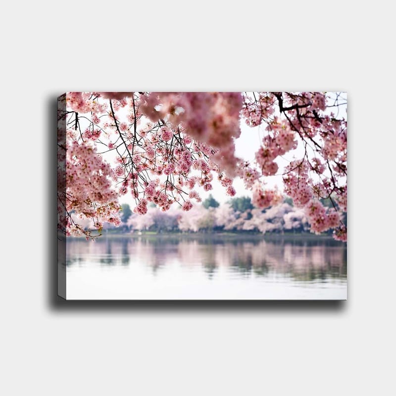Canvastavla 70x100 cm - Vackra körsbärsblommor som sväva över en spegelblanka sjö, Ljusrosa / Mörkrosa / Grön
