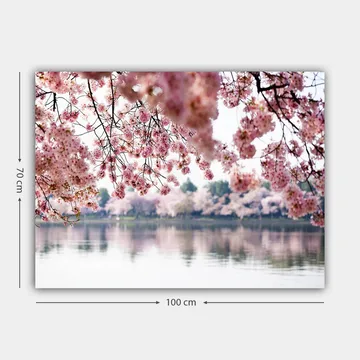 Canvastavla 70x100 cm - Vackra körsbärsblommor som sväva över en spegelblanka sjö - Ljusrosa / Mörkrosa / Grön - Inredning - Tavlor & posters - Canvastavla
