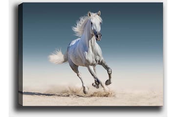 Canvastavla 70x100 cm - Vit häst som galopperar genom en sandig miljö - Vit / Beige / Ljusblå - Inredning - Tavlor & posters - Canvastavla