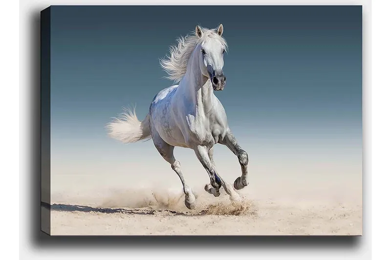 Canvastavla 70x100 cm - Vit häst som galopperar genom en sandig miljö - Vit / Beige / Ljusblå - Inredning - Tavlor & posters - Canvastavla