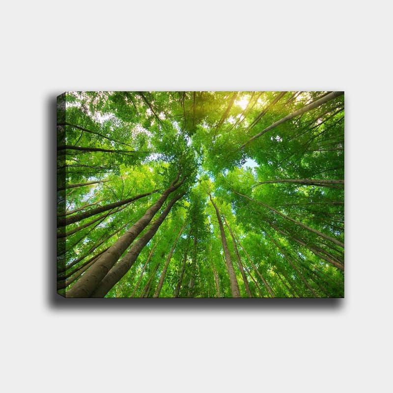 Canvastavla 70x100 cm - Vy av höga träd sedd från marken, som sträcker sig mot en klar himmel, Grön / Brun