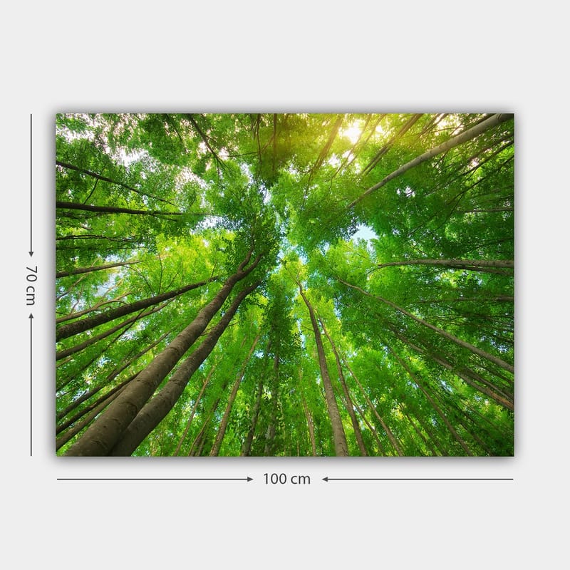Canvastavla 70x100 cm - Vy av höga träd sedd från marken, som sträcker sig mot en klar himmel - Grön / Brun - Inredning - Tavlor & posters - Canvastavla