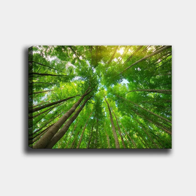 Canvastavla 70x100 cm - Vy av höga träd sedd från marken, som sträcker sig mot en klar himmel, Grön / Brun