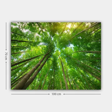 Canvastavla 70x100 cm - Vy av höga träd sedd från marken, som sträcker sig mot en klar himmel - Grön / Brun - Inredning - Tavlor & posters - Canvastavla